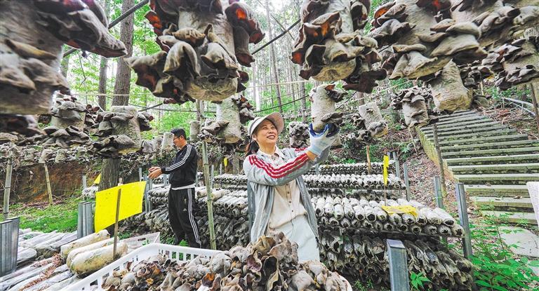质量发展产业调研】林下生金不朽情缘平台登录网页【高(图2)